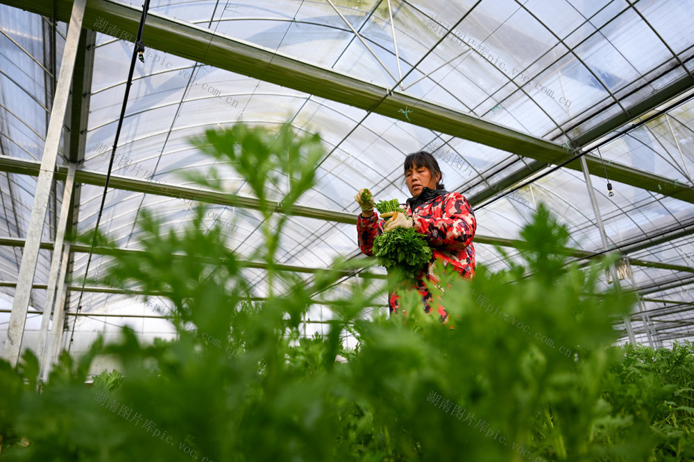 农业生产 蔬菜 湘江源 菜篮子 大湾区 三农 
