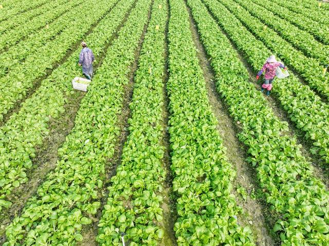 采收蔬菜  保供应  农业  市场 