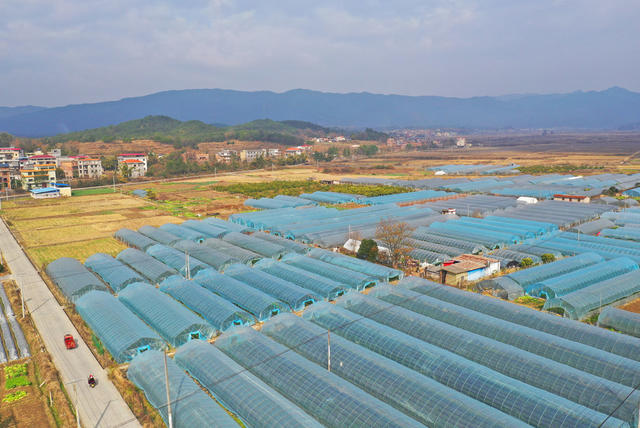 大棚 水果 产业