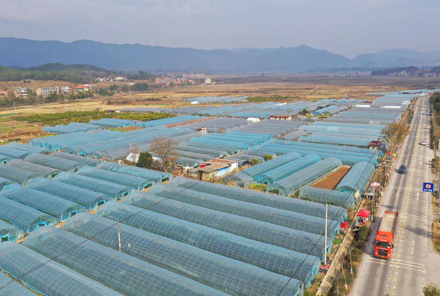 大棚 水果 产业