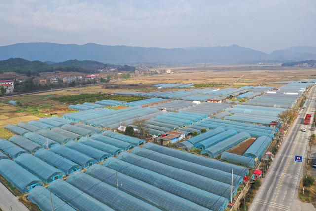 大棚 水果 产业