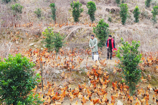 养鸡  林下经济  产业  科技特派员 