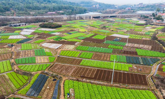 冬季蔬菜种植 保障菜篮子