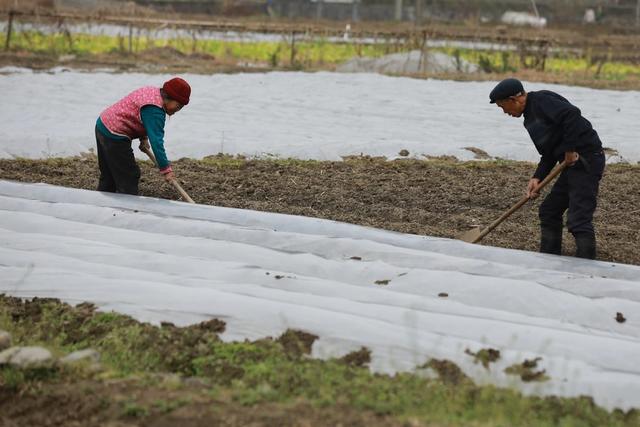 农民 湘西 田间 小寒 节气 农历 冬季 农作物 管护 繁忙