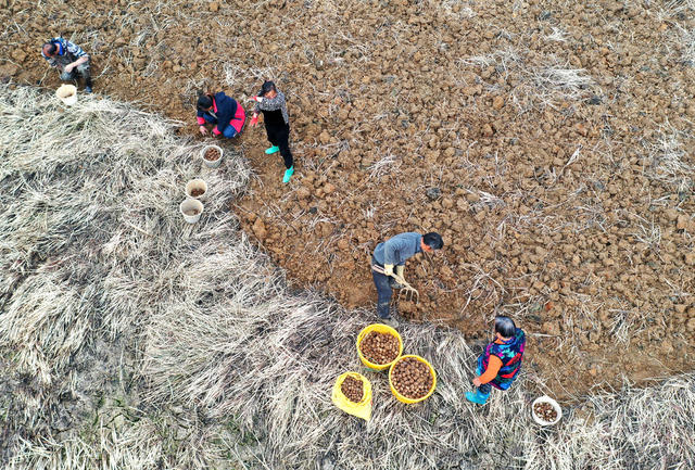 马蹄  荸荠  丰收  采挖  丰产  
田间  三农  农民  产业  致富