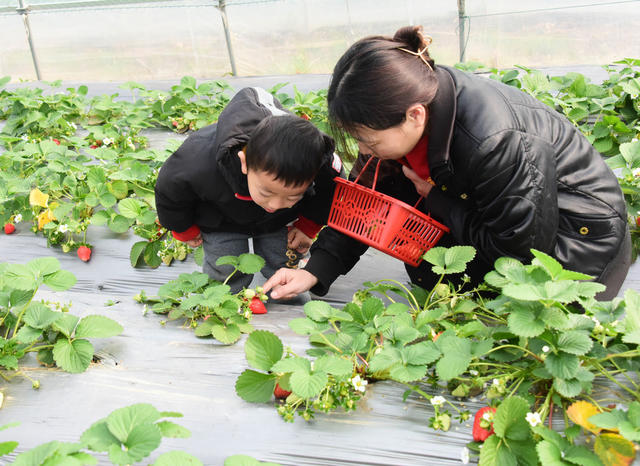 二十四节气   小寒   特色种植  草莓  郊游  双休日