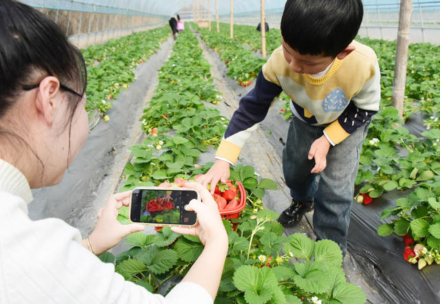二十四节气   小寒   特色种植  草莓  郊游  双休日