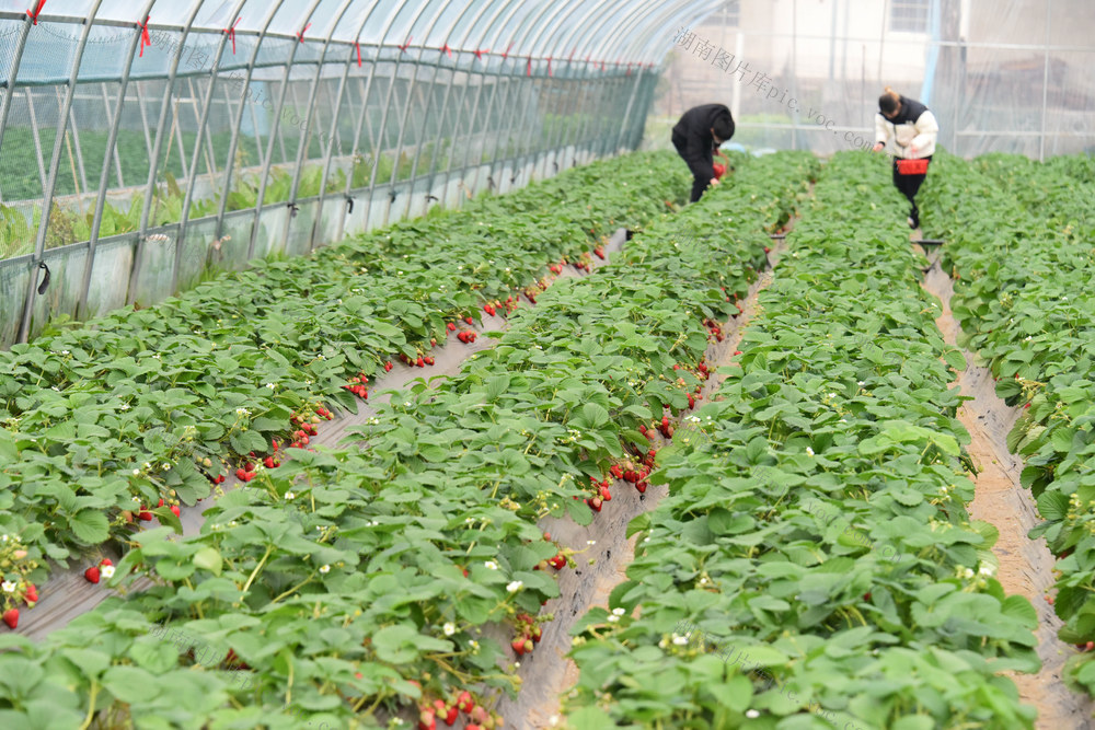 二十四节气   小寒   特色种植  草莓  郊游  双休日