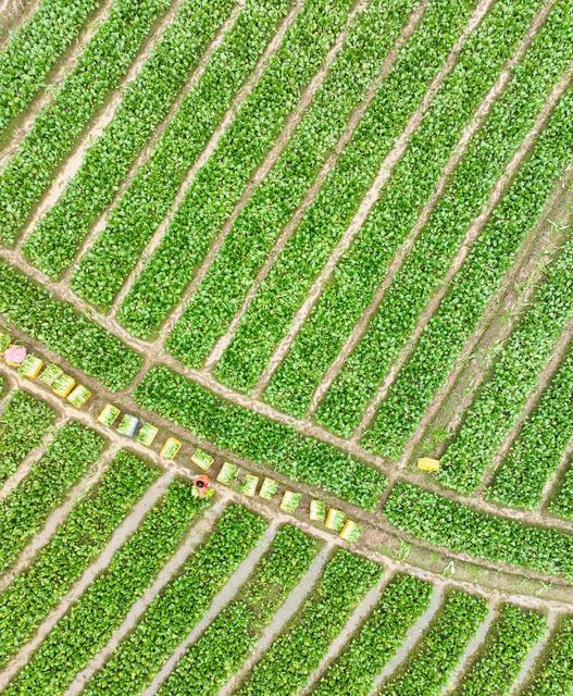 果盘子 菜篮子 供应 市场  道县