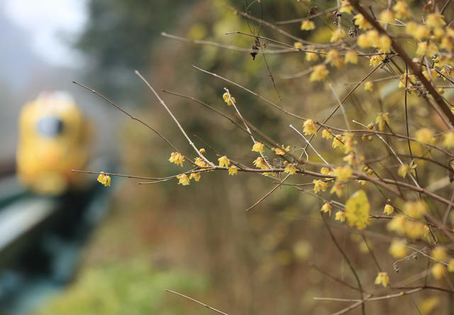 张家界 腊梅 十里画廊