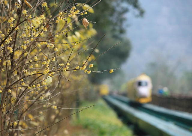 张家界 腊梅 十里画廊