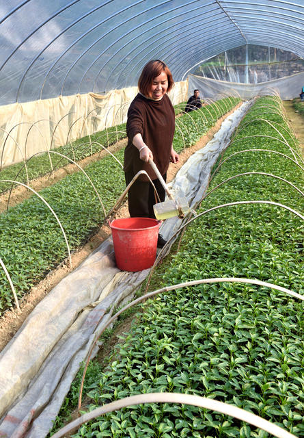 冬季 育苗 村民 蔬菜 销售 种植