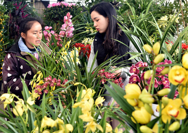 春节 花卉 市民 市场 升温