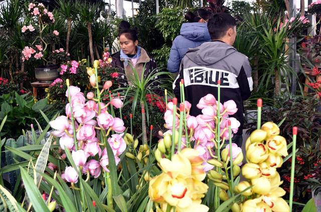 春节 花卉 市民 市场 升温