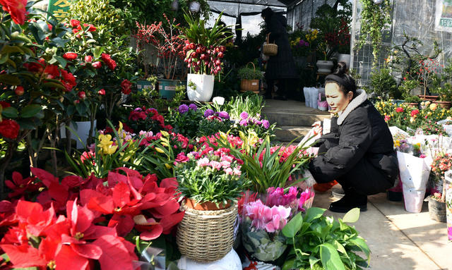 春节 花卉 市民 市场 升温