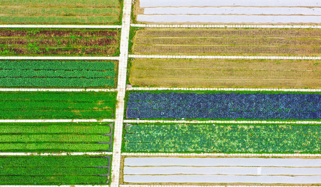 田园  蔬菜  冬闲田  多彩