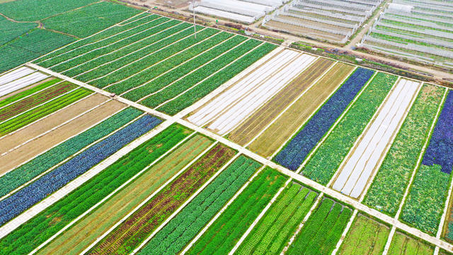 田园  蔬菜  冬闲田  多彩