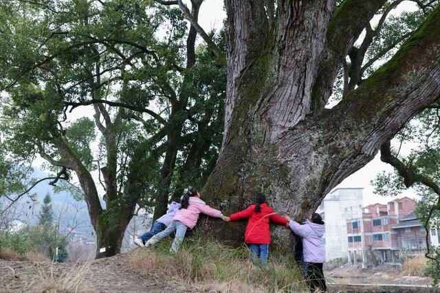 通道 古树 林业