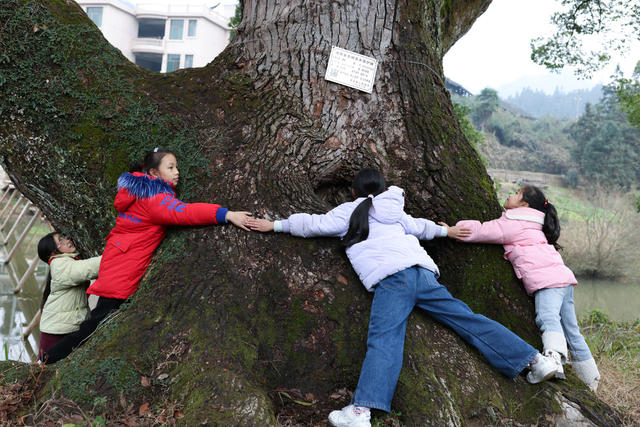 通道 古树 林业