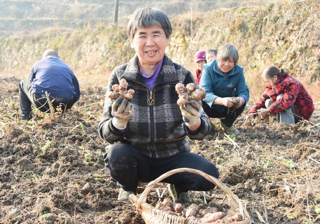 农业  山区  土地租赁  村支两委 
 集体经济  乡村振兴  菊芋产业  增收项目。