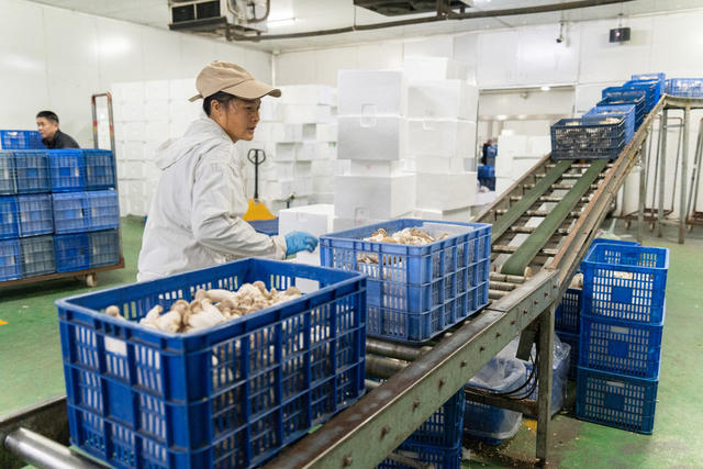 农业 菌菇产业 废物利用 保护环境 农民增收