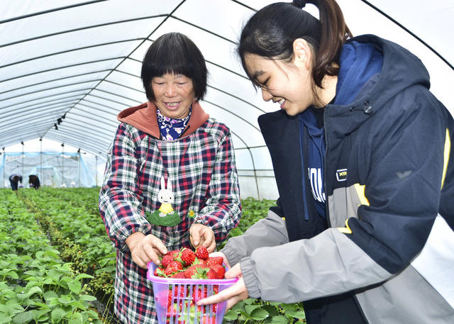嘉禾：草莓抢“鲜”上市