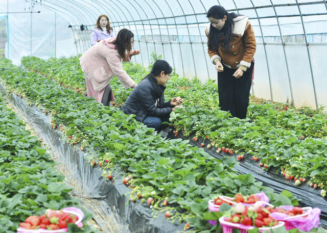 嘉禾：草莓抢“鲜”上市
