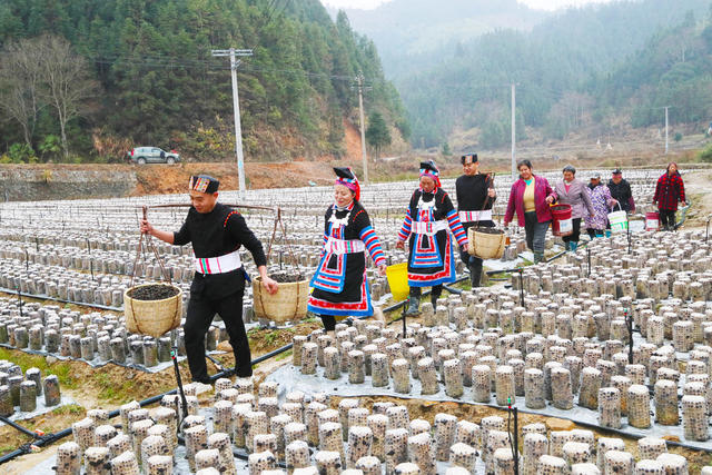 木耳  农事  瑶乡  丰收  采收