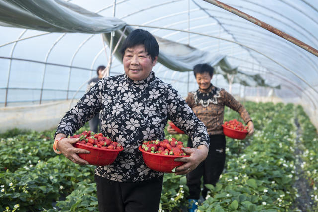 娄底 冬日 草莓  采摘 市场