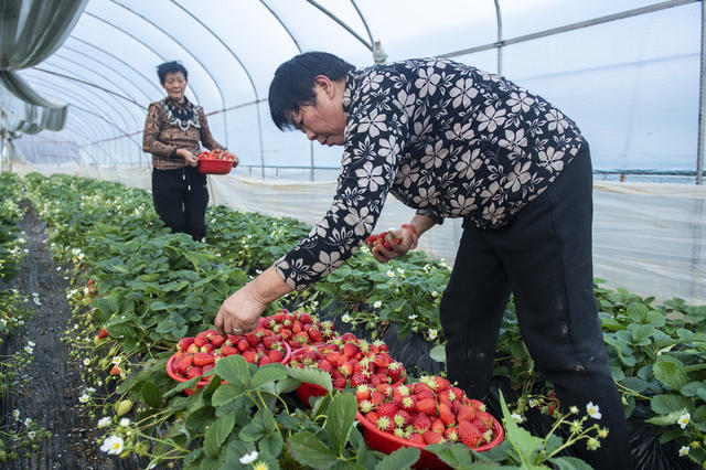 娄底 冬日 草莓  采摘 市场