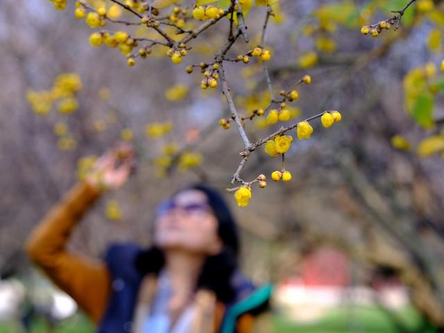 橘子洲，腊梅绽放