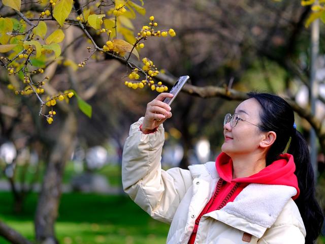 橘子洲，腊梅绽放