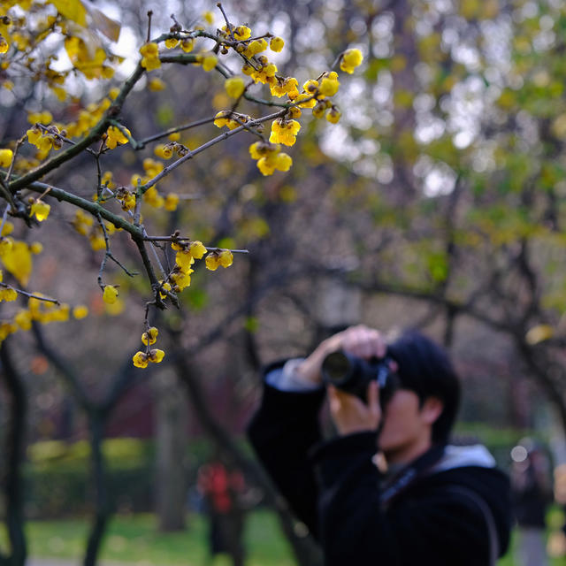 橘子洲，腊梅绽放
