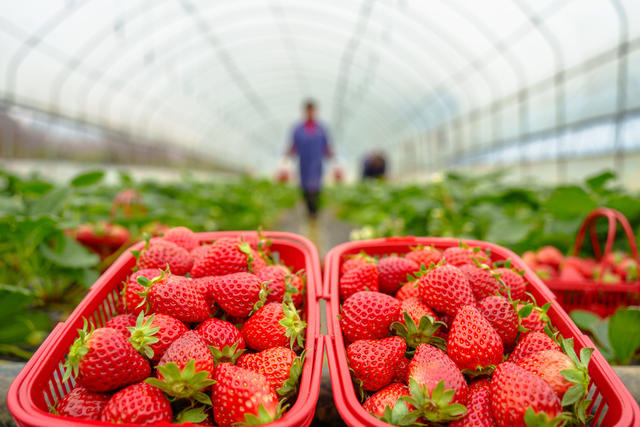 农业 草莓 乡村振兴 乡村旅游 农民增收