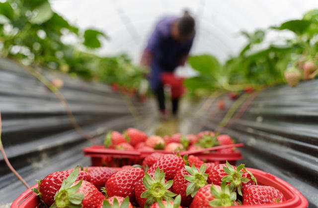 农业 草莓 乡村振兴 乡村旅游 农民增收