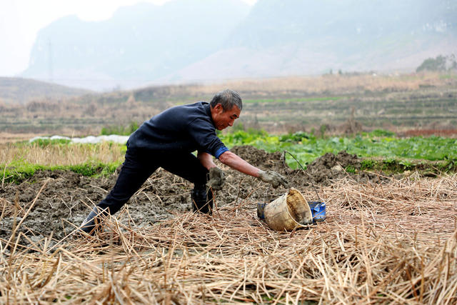 新田 马蹄 荸荠 乡村振兴 时令特产 水果