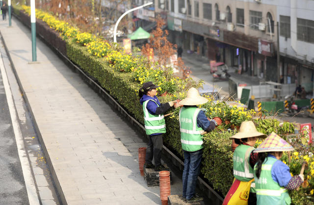 新春将至 扮靓城市 城市颜值 欢乐喜庆 节日氛围