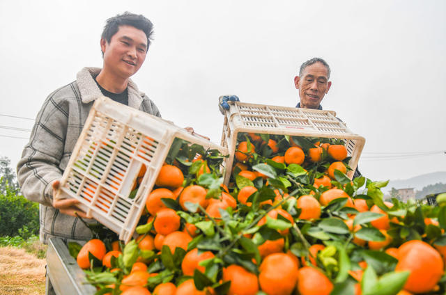 道县 乡村振兴  柑橘  产业 增收