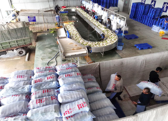 稻菜轮作  萝卜 采收