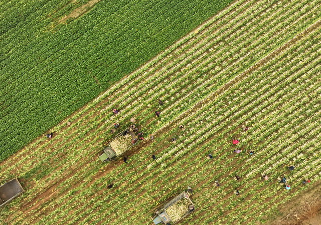 稻菜轮作  萝卜 采收