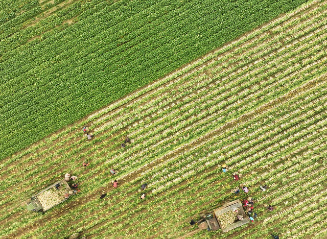 稻菜轮作  萝卜 采收