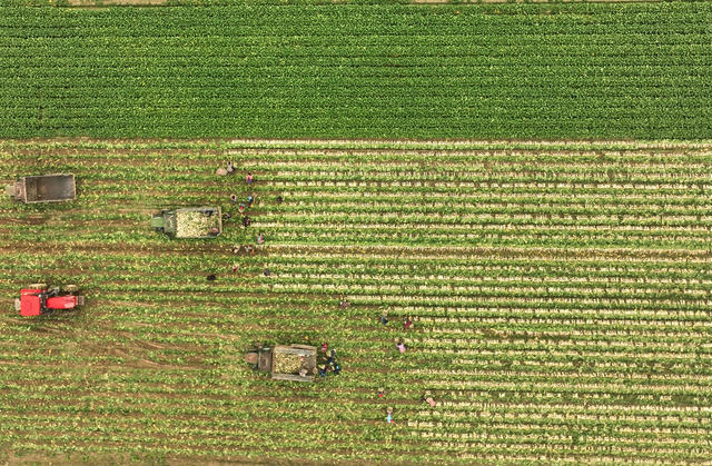 稻菜轮作  萝卜 采收