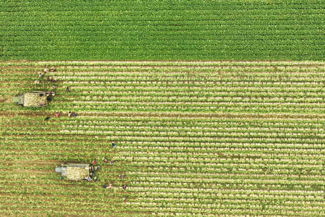 稻菜轮作  萝卜 采收