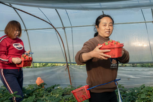 种植  草莓  兴乡  富民