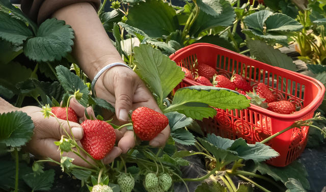 种植  草莓  兴乡  富民