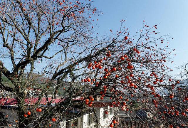 湖南桂东 柿子 古树 门前屋后 美