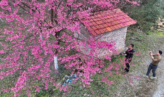 湖南  常宁  罗桥  樱花