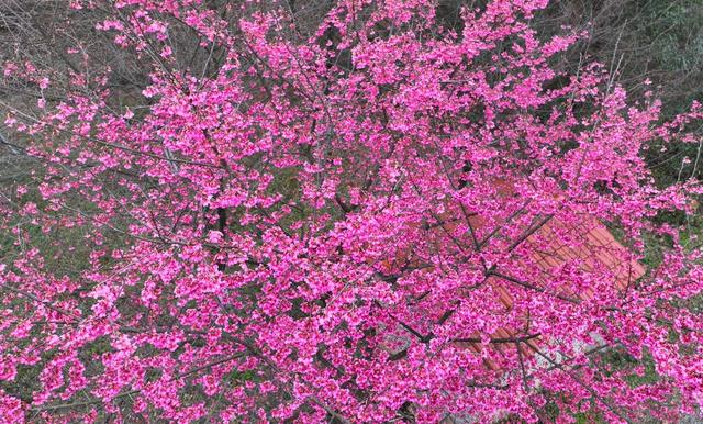 湖南  常宁  罗桥  樱花