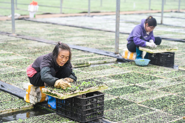 大棚  道县 间苗 农作物  大寒