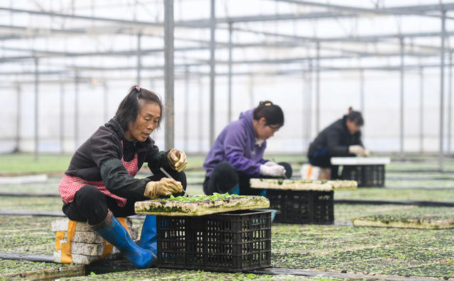 大棚  道县 间苗 农作物  大寒